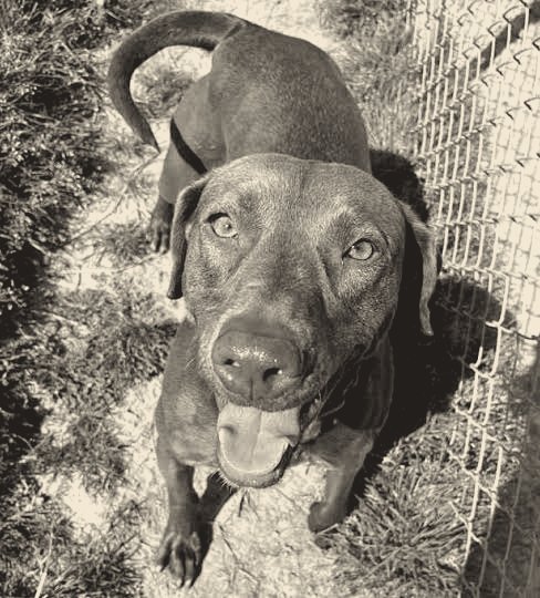 Grits, a Weimaraner mix, looking up with his tongue out