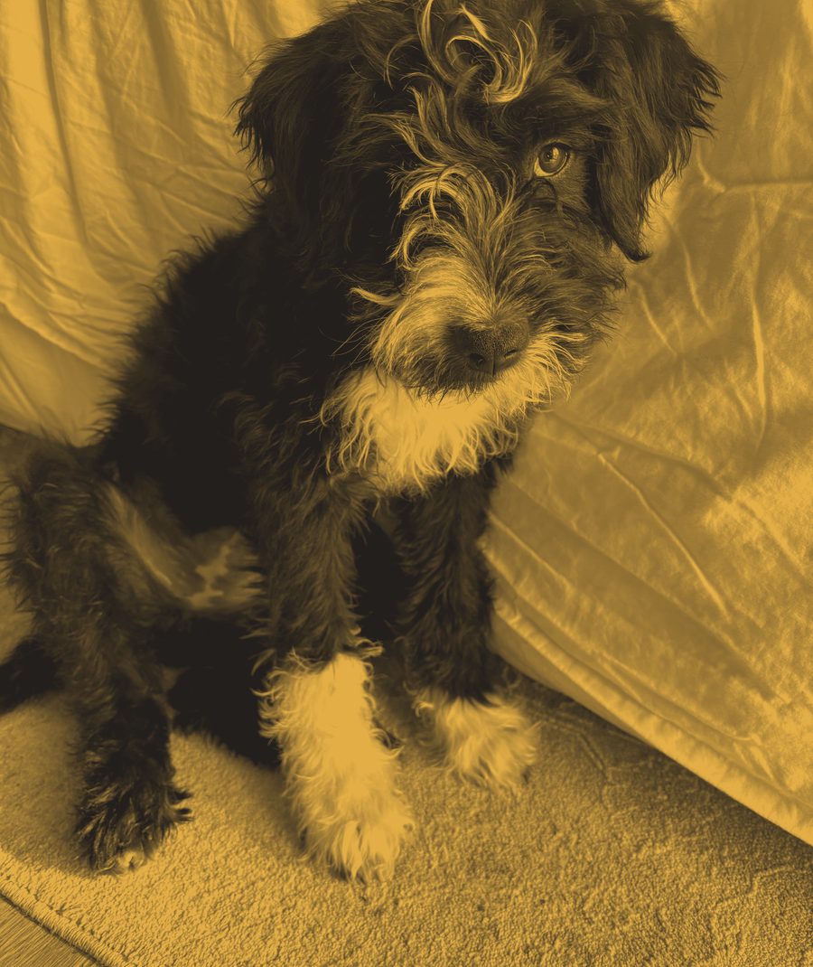 Killer, a shaggy black and white mutt, sitting and looking up at the camera